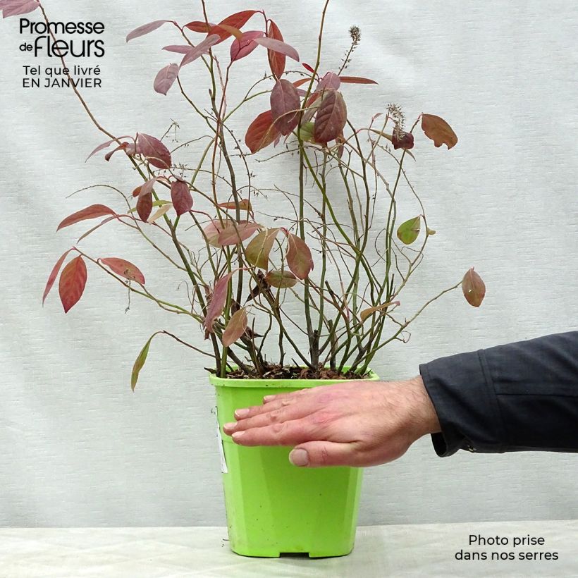 Esimerkki talvella toimitetusta Itea virginica Scentlandia Pot de 4L/5L-taimesta