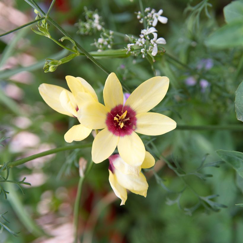 Iksia Yellow Emperor (Kukinta)
