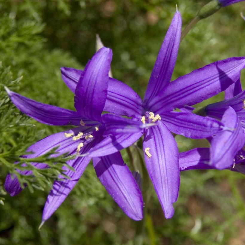 Liiria - Ixiolirion tataricum (Kukinta)