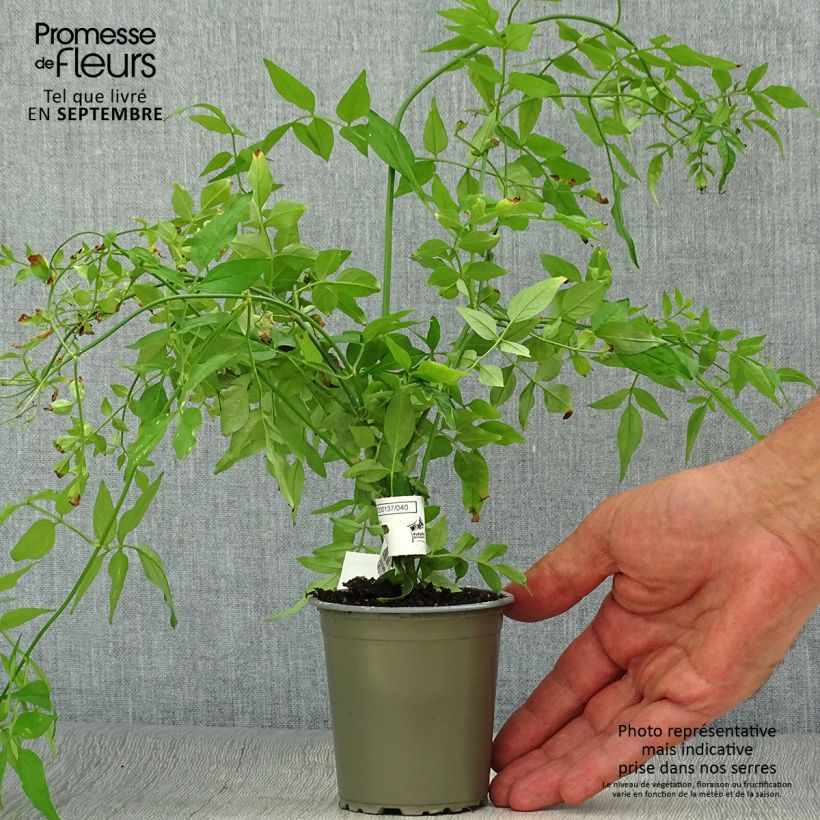 Esimerkki syksyllä toimitetusta Jasmiini - Jasminum officinale 8/9 cm taimiruukku-taimesta