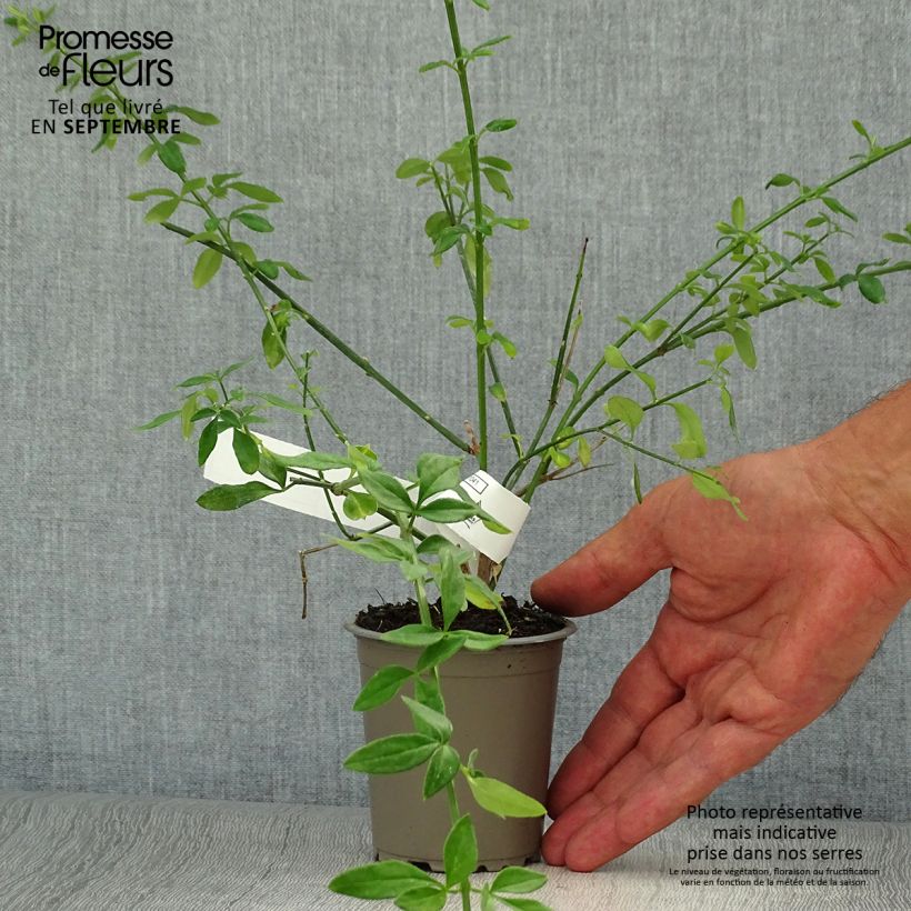 Esimerkki syksyllä toimitetusta Talvijasmiini - Jasminum nudiflorum 8/9 cm taimiruukku-taimesta