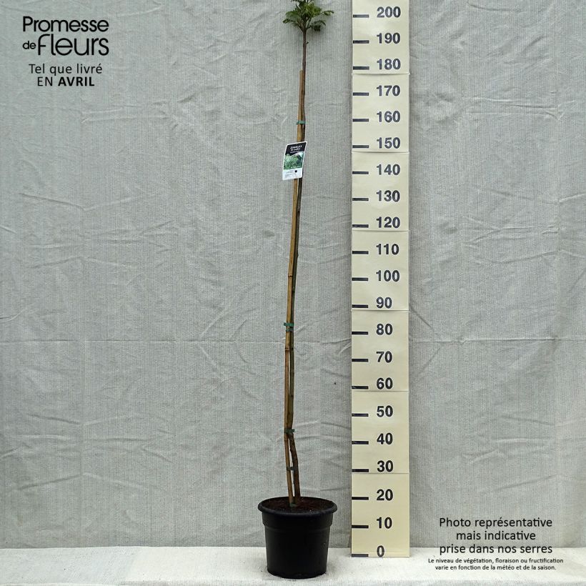 Esimerkki keväällä toimitetusta Jakaranda - Jacaranda mimosifolia Pot de 7,5L/10L-taimesta