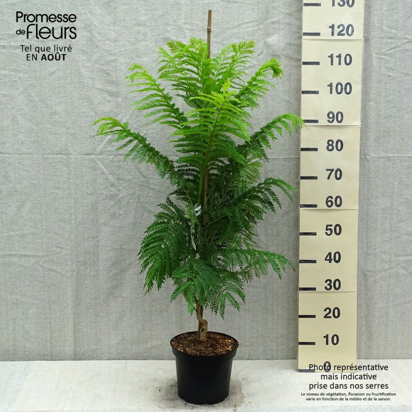 Esimerkki kesällä toimitetusta Jakaranda - Jacaranda mimosifolia Pot de 4L/5L-taimesta
