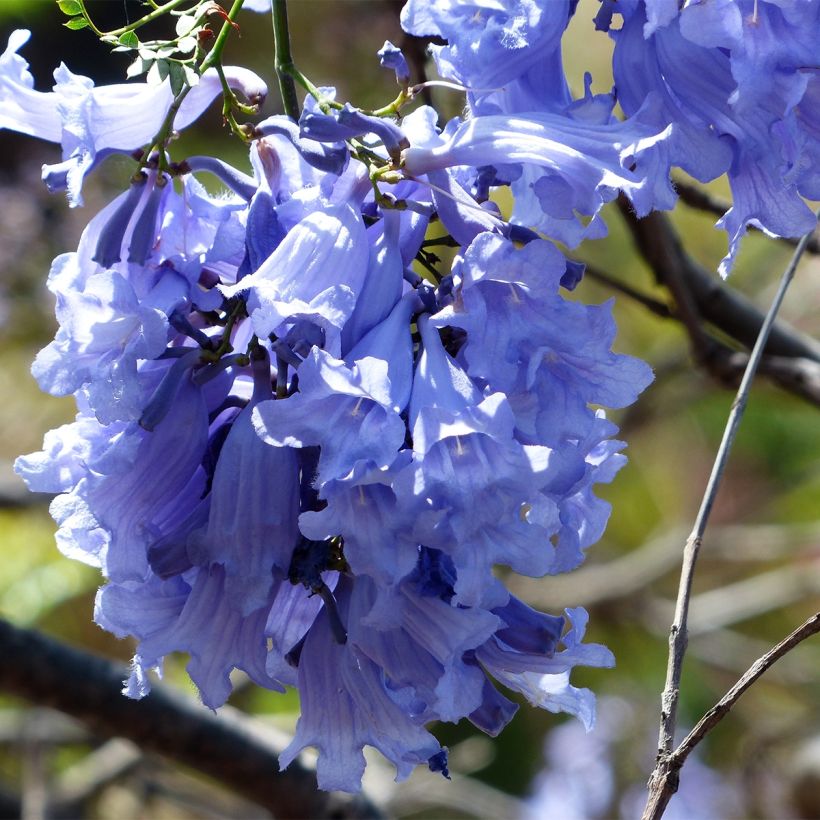 Jakaranda - Jacaranda mimosifolia (Kukinta)