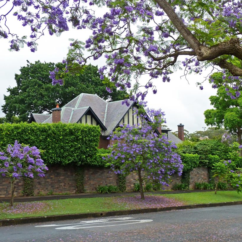Jakaranda - Jacaranda mimosifolia (Kasvutapa)