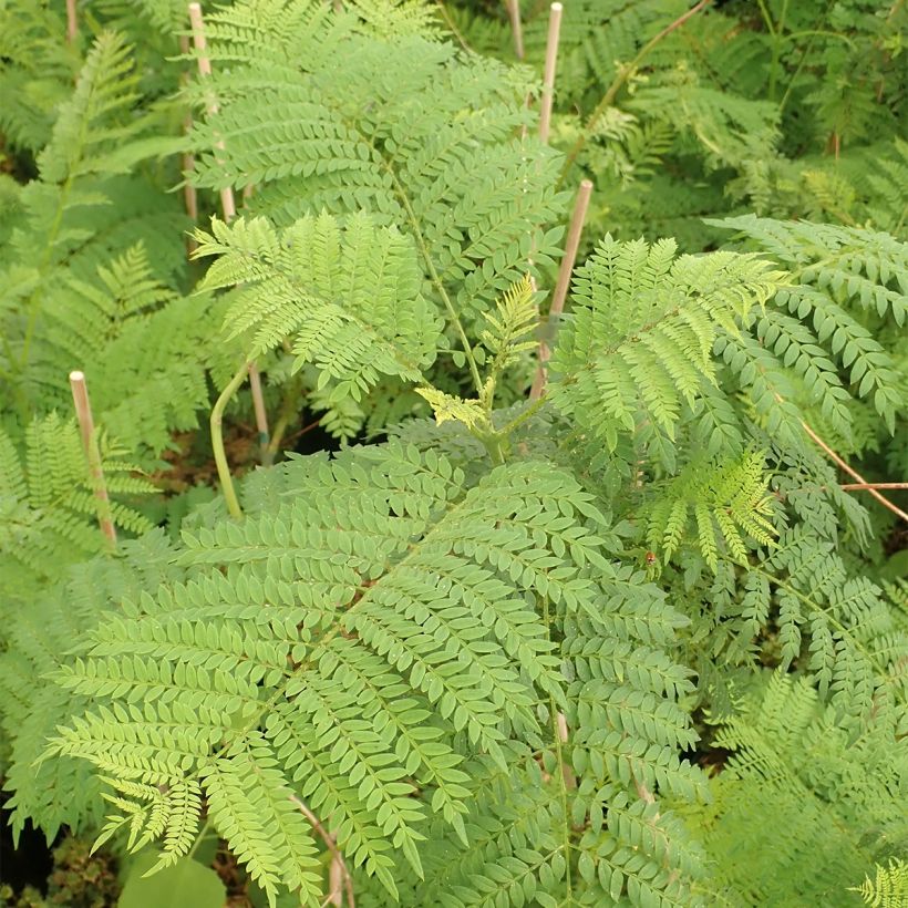 Jakaranda - Jacaranda mimosifolia (Lehvistö)