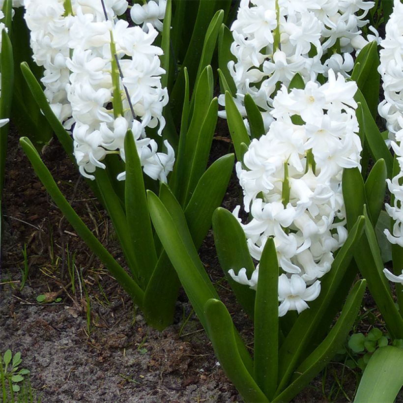 Hyasintti Aiolos (Kasvutapa)