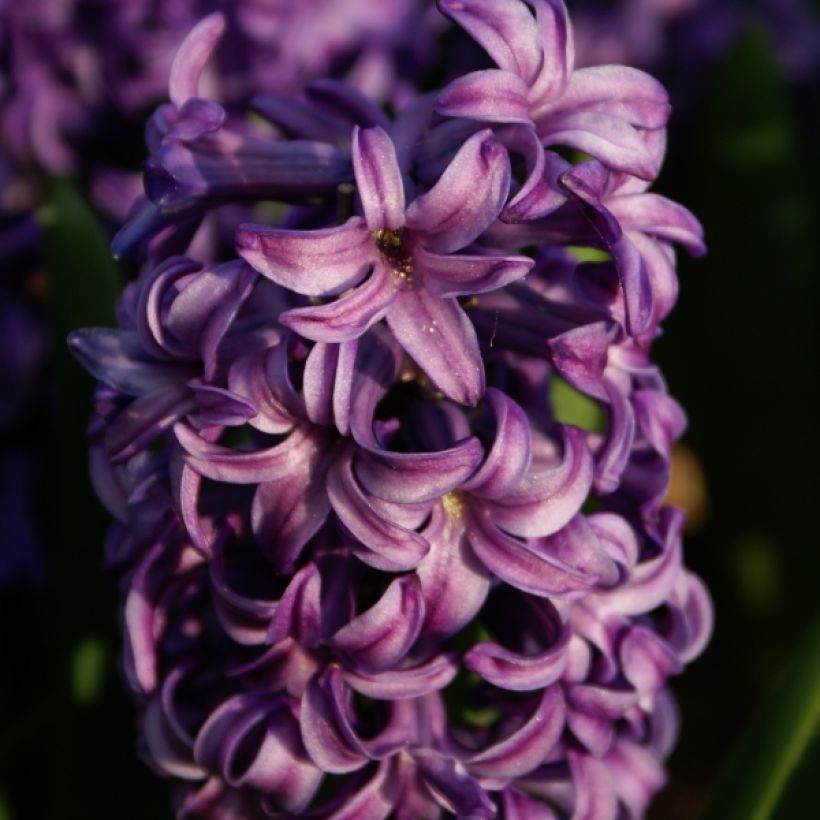 Hyasintti Atlantic (Kukinta)