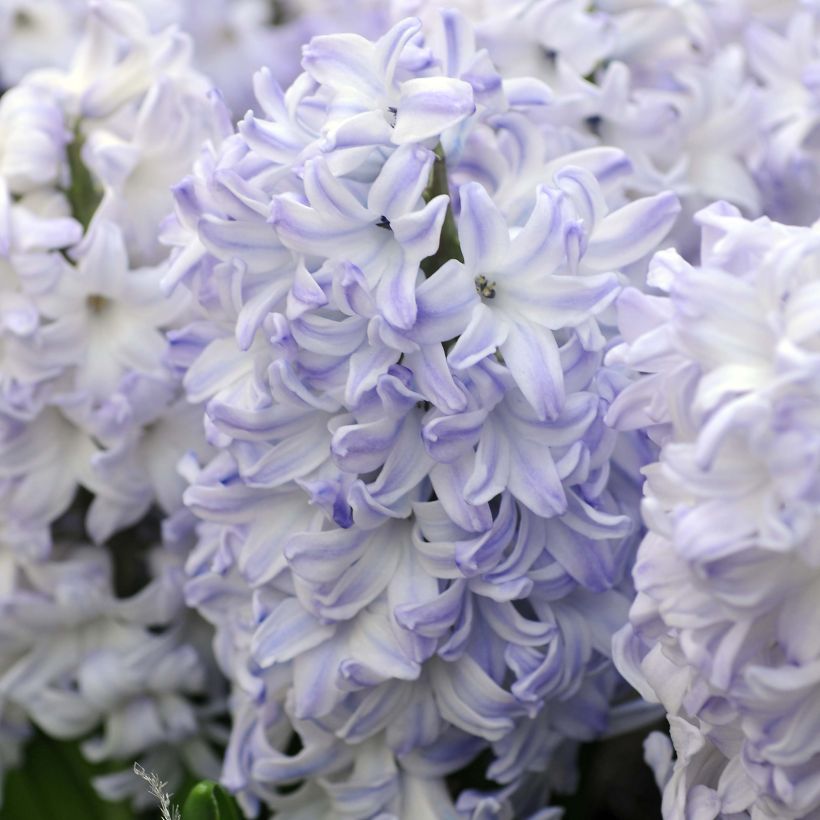 Hyasintti Blue Eyes (Kukinta)