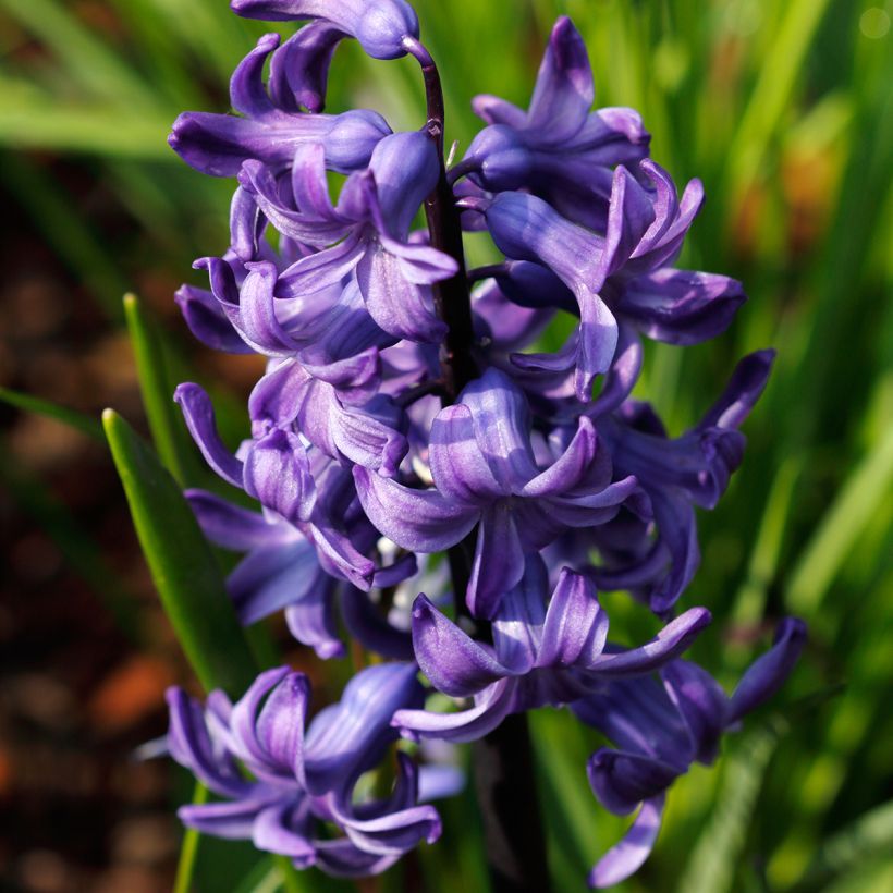 Hyasintti Blue pearl (Kukinta)