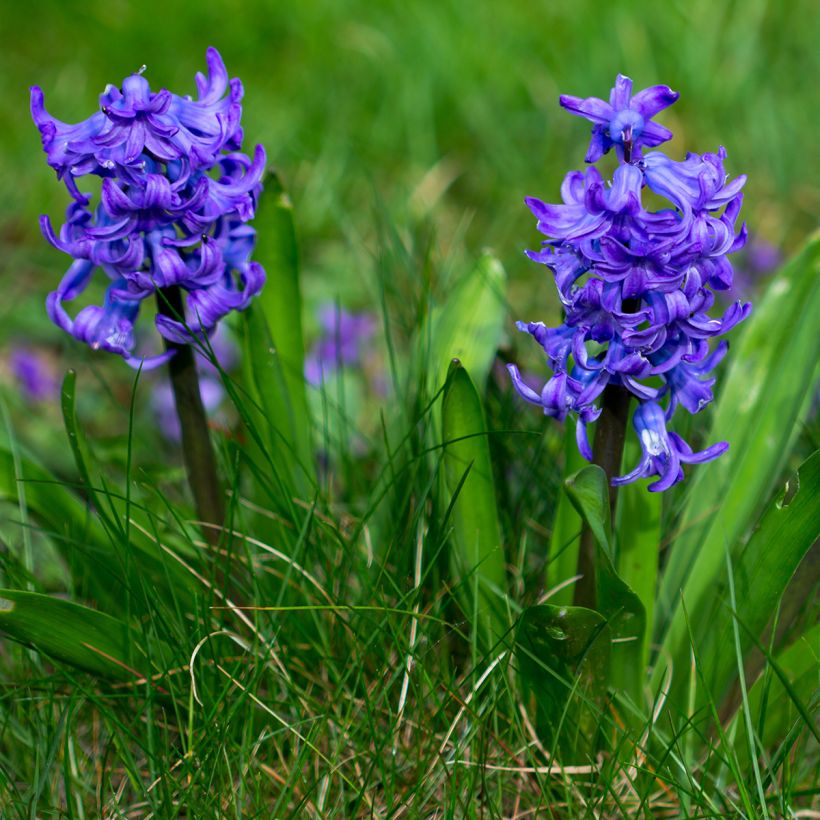Hyasintti Blue pearl (Kasvutapa)