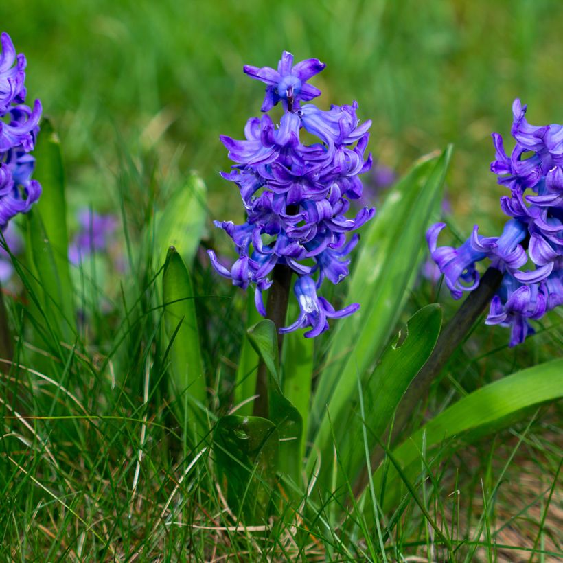 Hyötöön valmisteltu Hyasintti Blue Pearl (Kasvutapa)