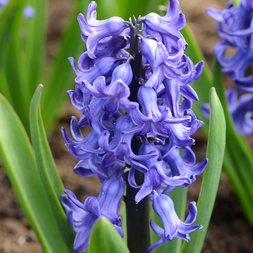 Hyasintti Blue star (Kukinta)