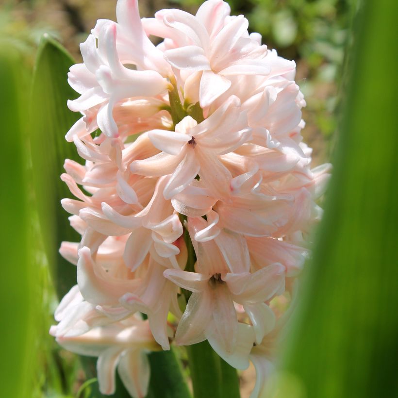 Hyasintti China Pink (Kukinta)