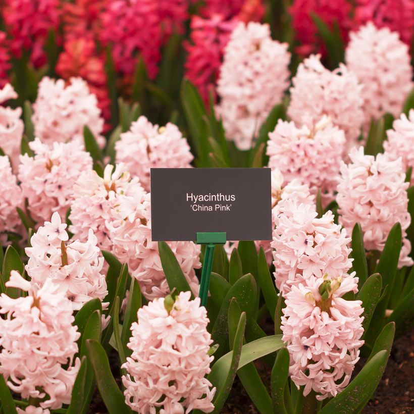 Hyasintti China Pink (Kasvutapa)