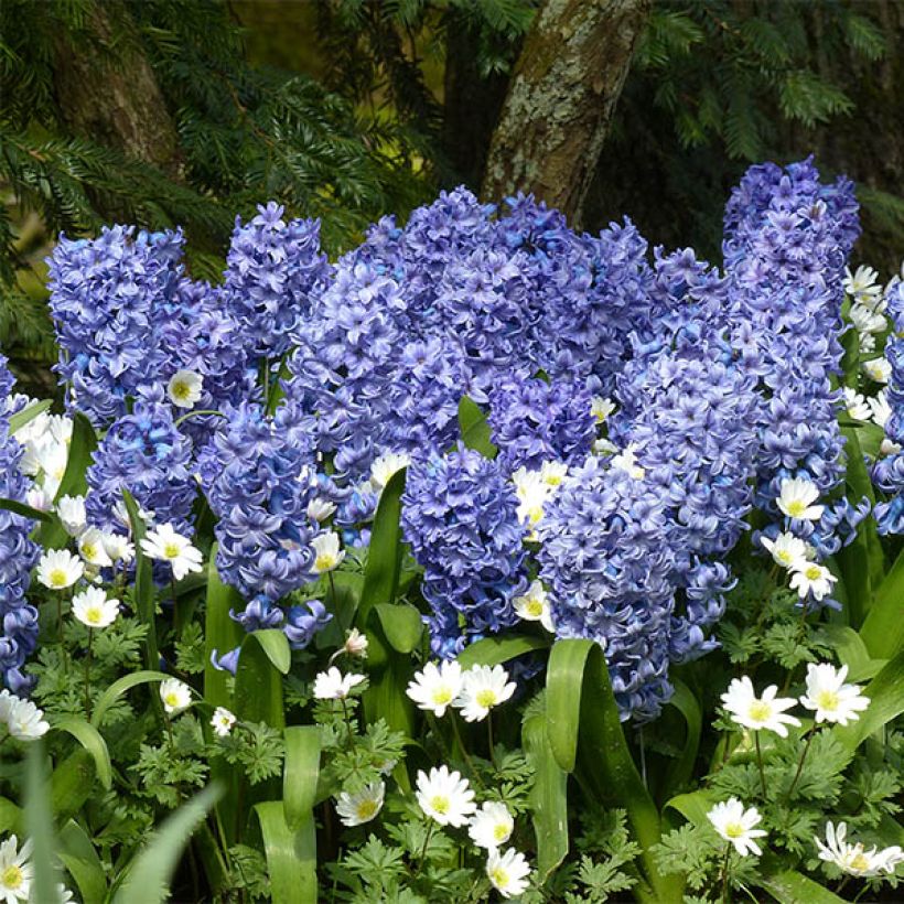 Hyasintti Delft Blue sininen (valmisteltu hyötöön) (Kukinta)