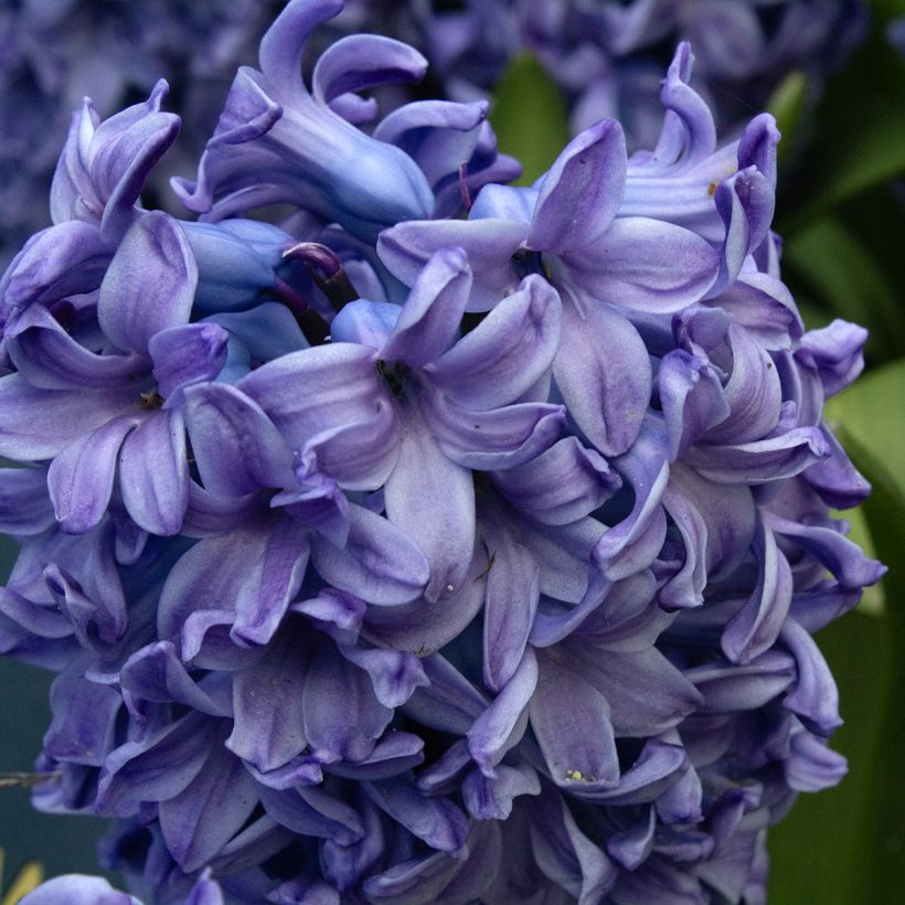 Hyasintti Delft Blue (Kukinta)