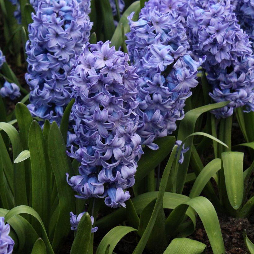 Hyasintti Delft Blue (Kasvutapa)