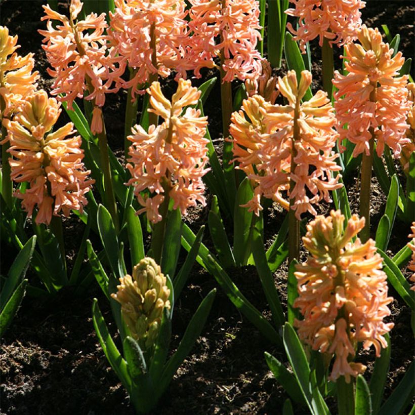 Hyasintti Gipsy Queen (Kasvutapa)