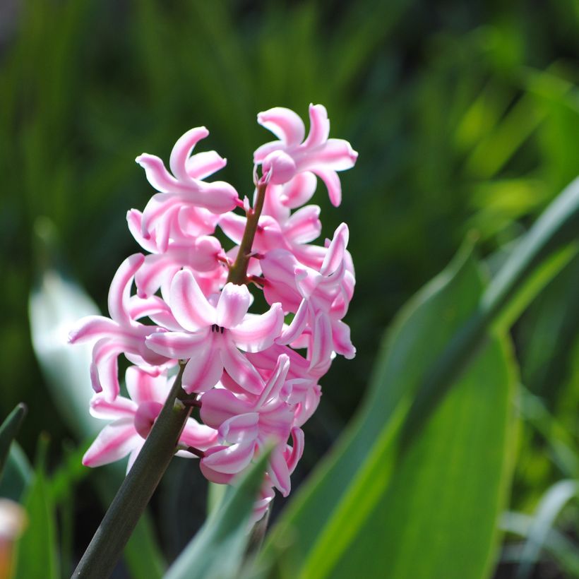 Hyasintti Pink Pearl (Kukinta)