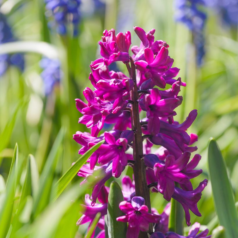 Hyasintti Woodstock (valmisteltu hyötöön) (Kukinta)