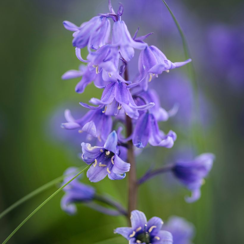 Espanjansinililja - Hyacinthoides hispanica (Kukinta)