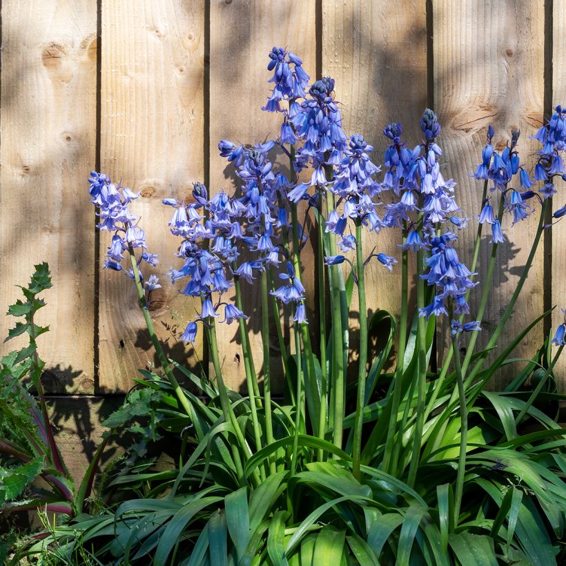 Espanjansinililja - Hyacinthoides hispanica (Kasvutapa)