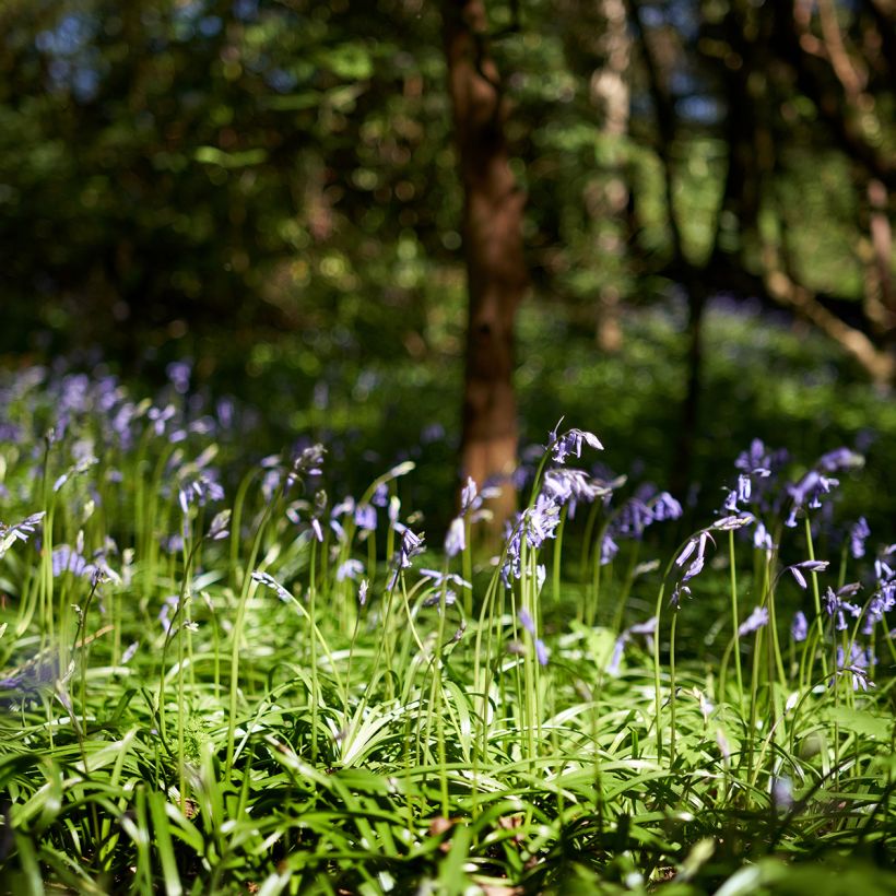 Englanninsinililja - Hyacinthoides non-scripta (Kasvutapa)