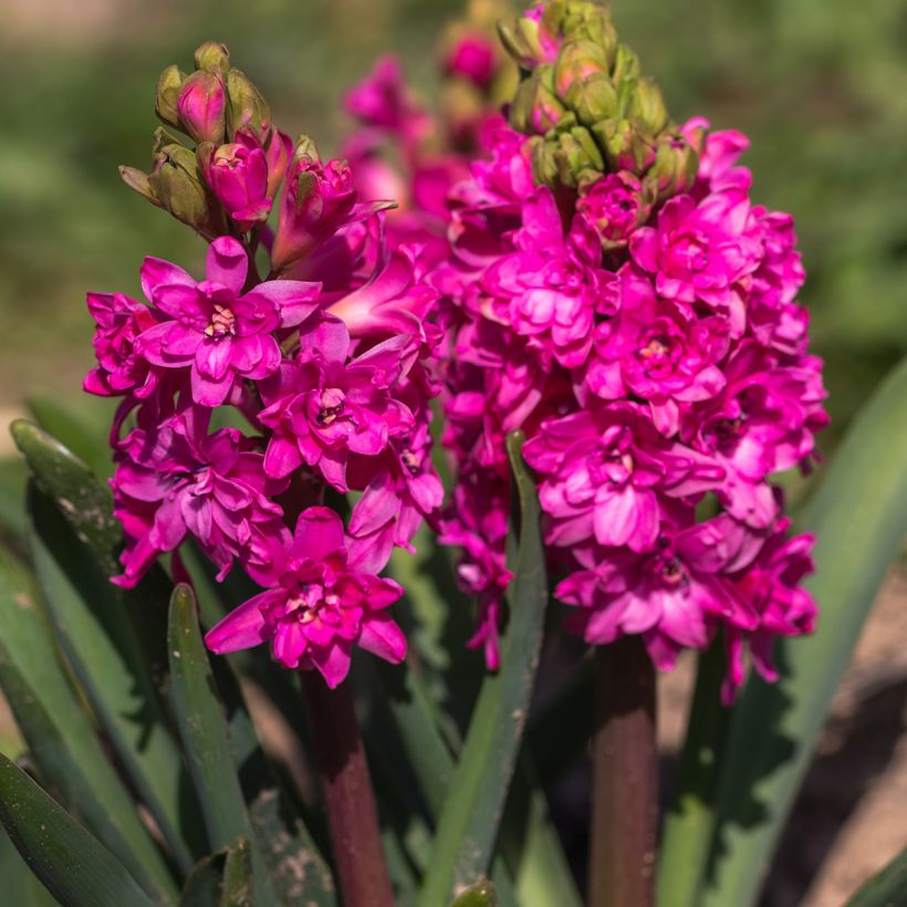 Hyasintti Red Diamond (Kukinta)