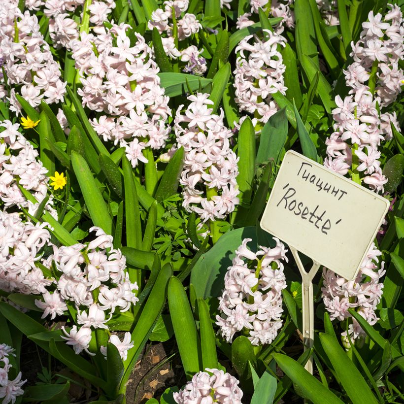 Hyasintti Rosette (Kasvutapa)