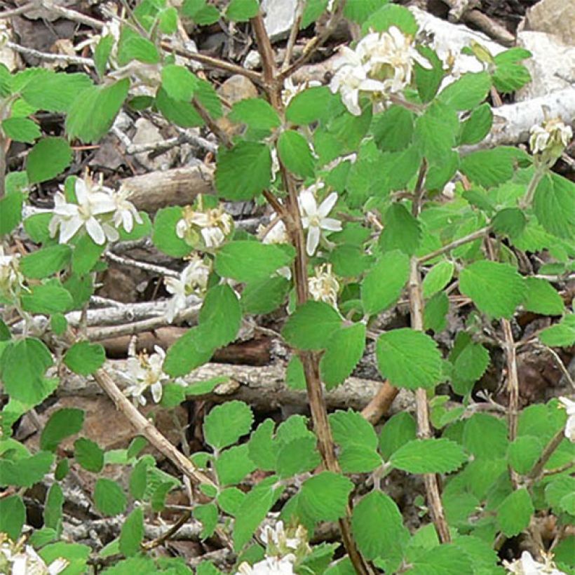Jamesia americana (Lehvistö)