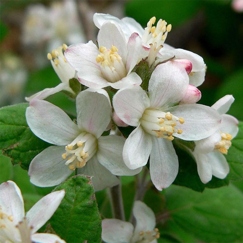 Jamesia americana (Kukinta)