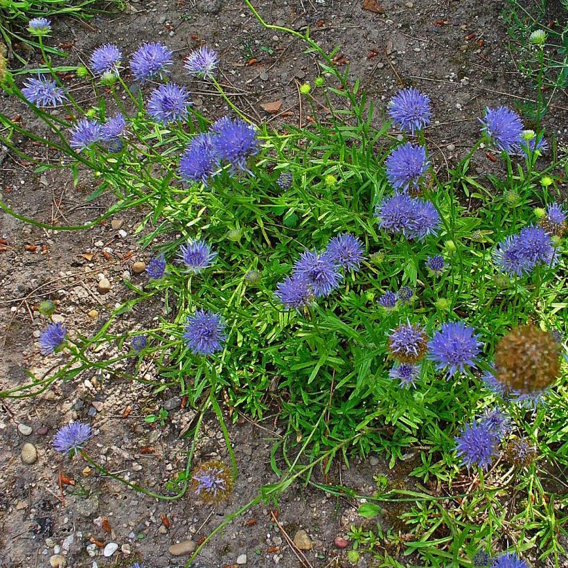 Etelänmunkki Blaulicht (Kasvutapa)