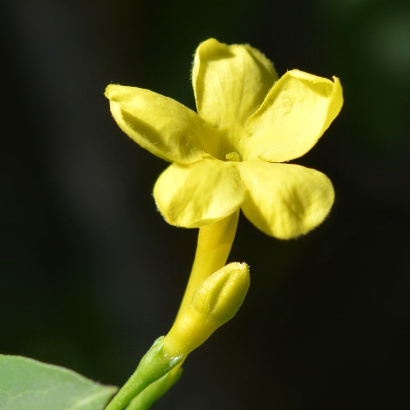 Jasmiini Revolutum (Kukinta)