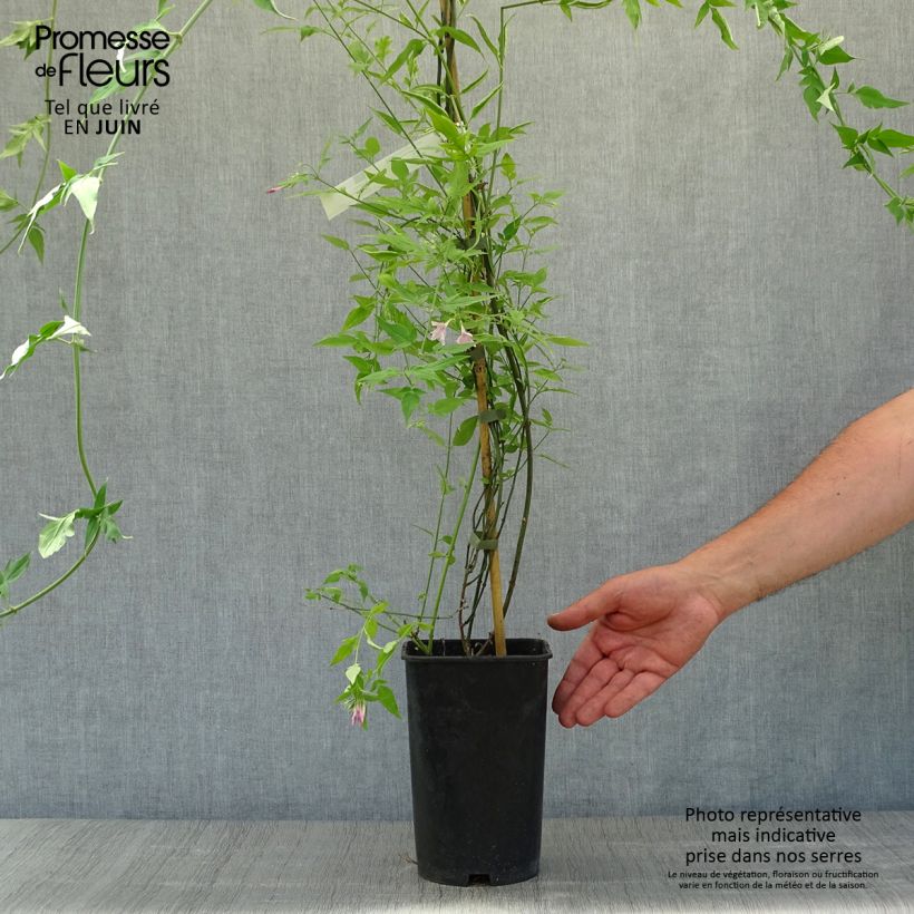 Esimerkki kesällä toimitetusta Jasmiini - Jasminum x stephanense Ruukku 2L / 3L-taimesta