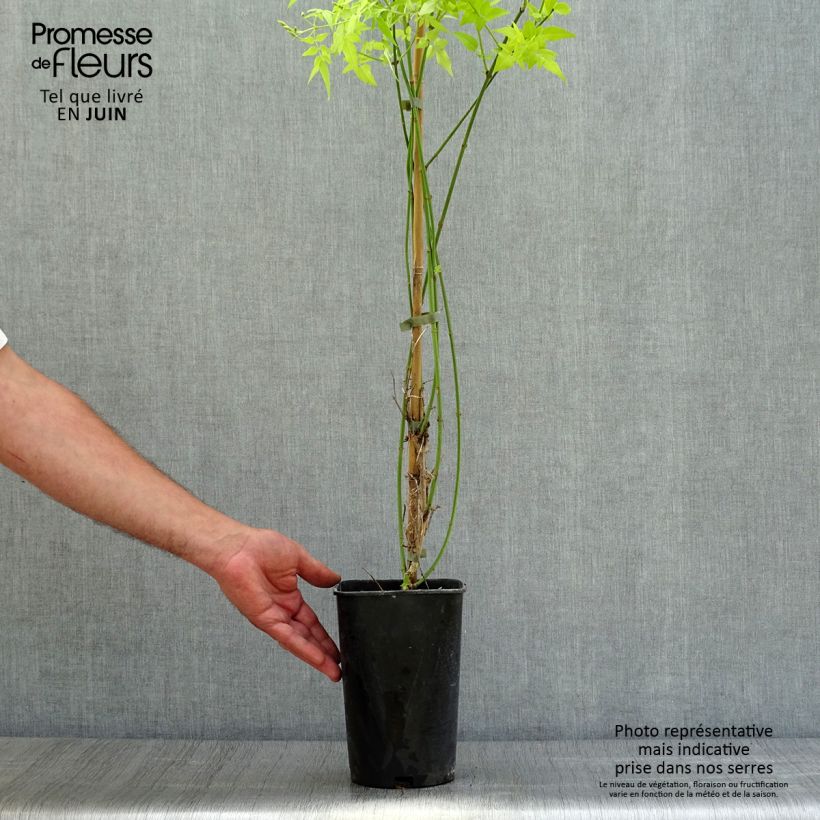Esimerkki kesällä toimitetusta Jasmiini Aureum Ruukku 2L / 3L-taimesta