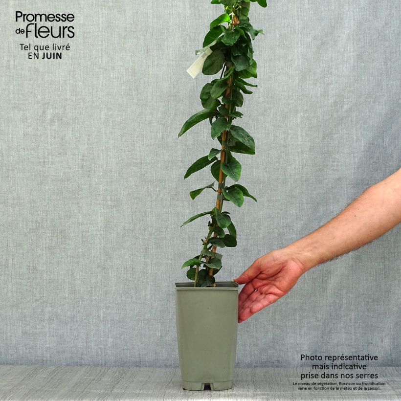 Esimerkki kesällä toimitetusta Arabianjasmiini - Jasminum sambac Pot de 2L/3L-taimesta