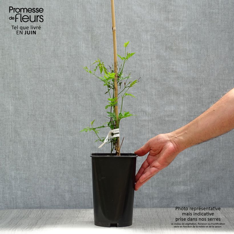 Esimerkki kesällä toimitetusta Aitojasmiini - Jasminum grandiflorum Pot de 2L/3L-taimesta