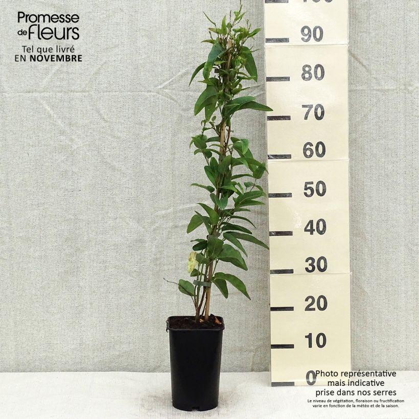 Esimerkki syksyllä toimitetusta Rohtojasminio - Gelsemium sempervirens 2 litran/3 litran ruukku-taimesta