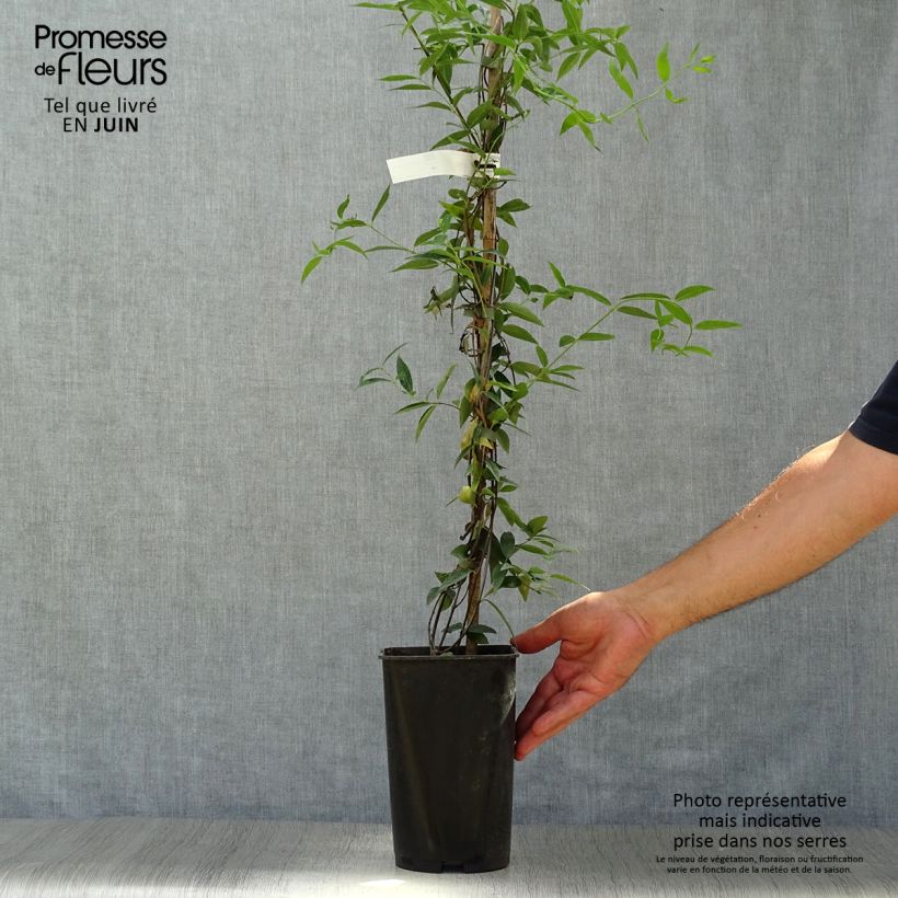 Esimerkki kesällä toimitetusta Rohtojasminio - Gelsemium sempervirens Pot de 2L/3L-taimesta