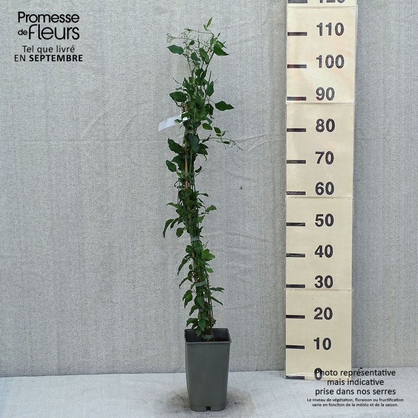 Esimerkki kesällä toimitetusta Madeiranjasmiini - Jasminum azoricum Ruukku 2L / 3L-taimesta