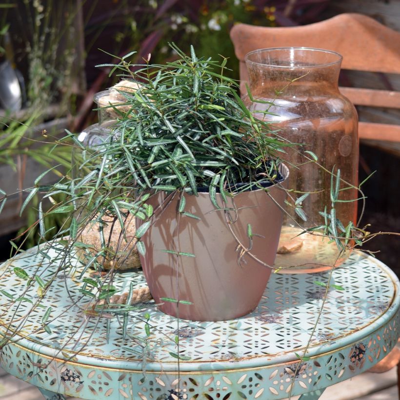 Tähtijasmiini Waterwheel (Kasvutapa)