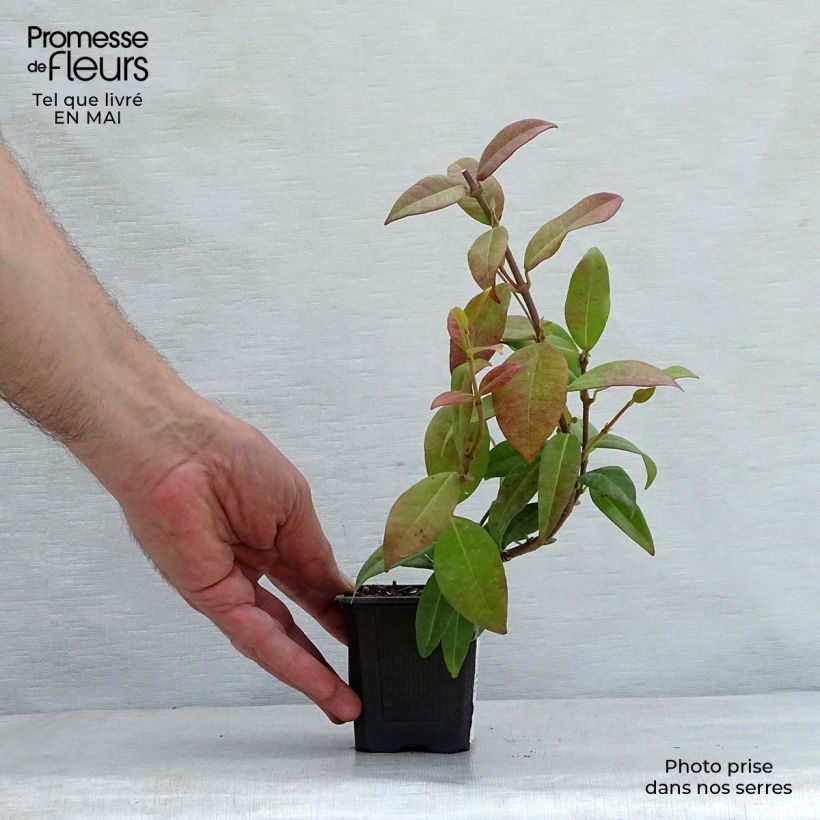 Example of Tähtijasmiini - Trachelospermum jasminoides Godet de 8/9 cm as you get in printemps