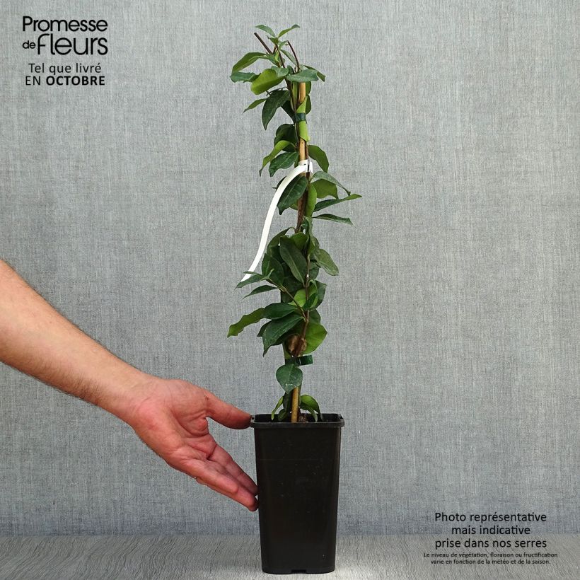 Esimerkki syksyllä toimitetusta Tähtijasmiini - Trachelospermum jasminoides 1 litran / 1,5 litran ruukku-taimesta