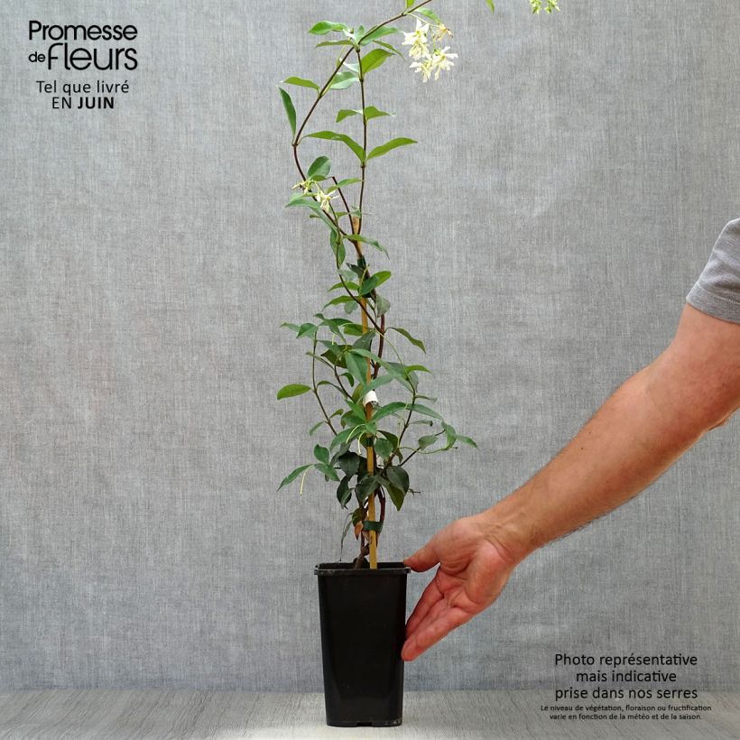 Esimerkki kesällä toimitetusta Tähtijasmiini - Trachelospermum jasminoides Ruukku 1L / 1,5L-taimesta