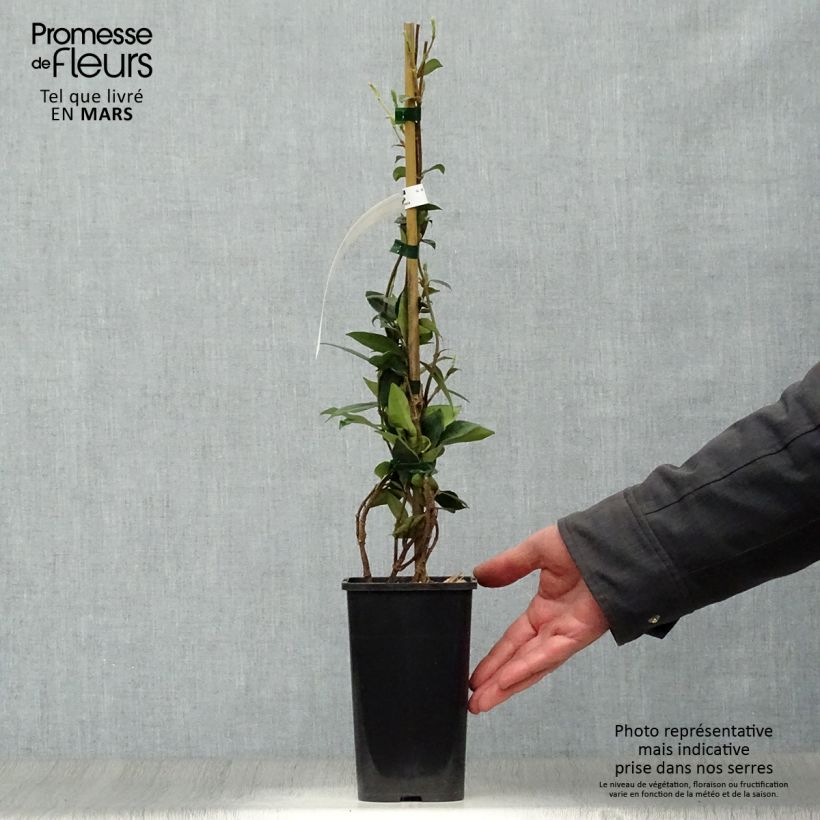 Example of Tähtijasmiini - Trachelospermum jasminoides Pot de 1L/1,5L as you get in printemps