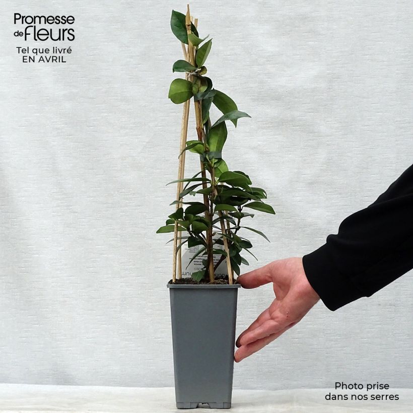 Example of Tähtijasmiini - Trachelospermum jasminoides Pot de 2L/3L as you get in printemps