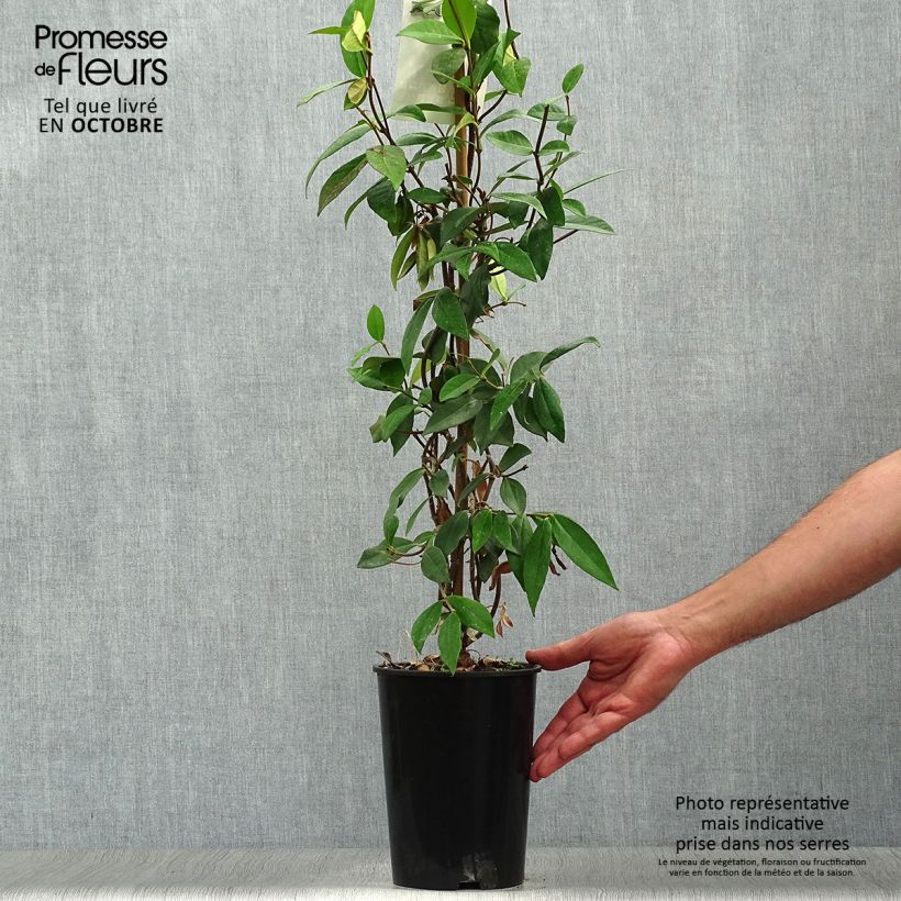 Esimerkki syksyllä toimitetusta Tähtijasmiini - Trachelospermum jasminoides 2 litran/3 litran ruukku-taimesta