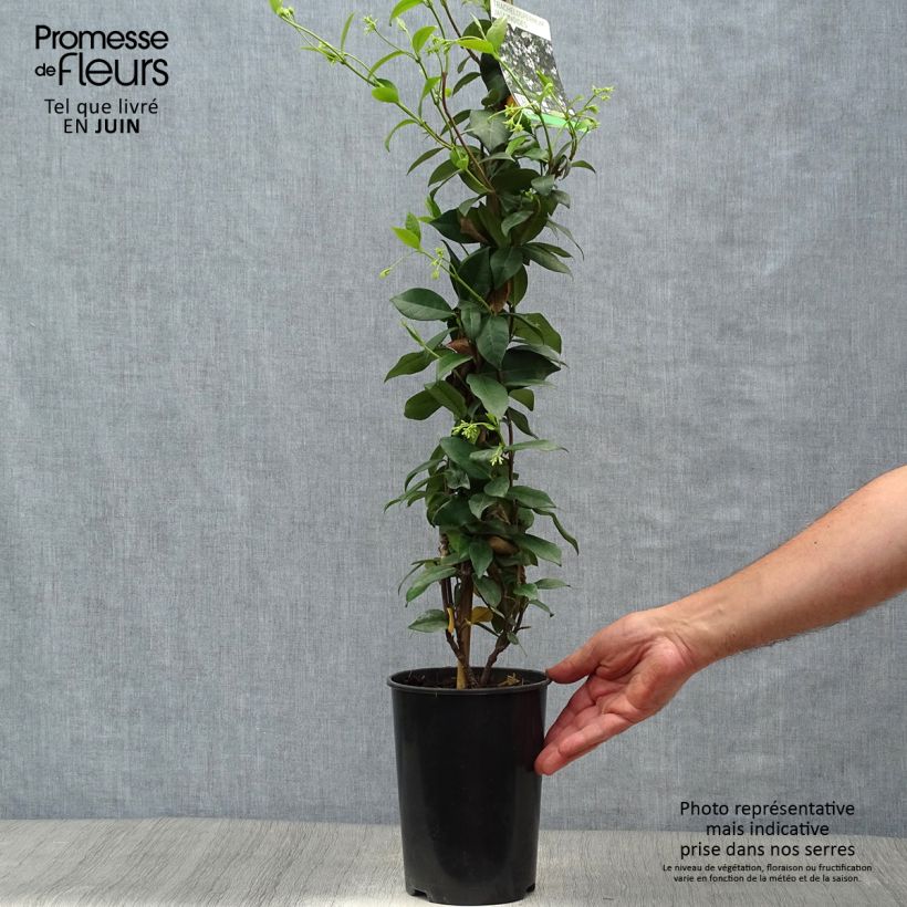 Esimerkki kesällä toimitetusta Tähtijasmiini - Trachelospermum jasminoides Ruukku 2L / 3L-taimesta