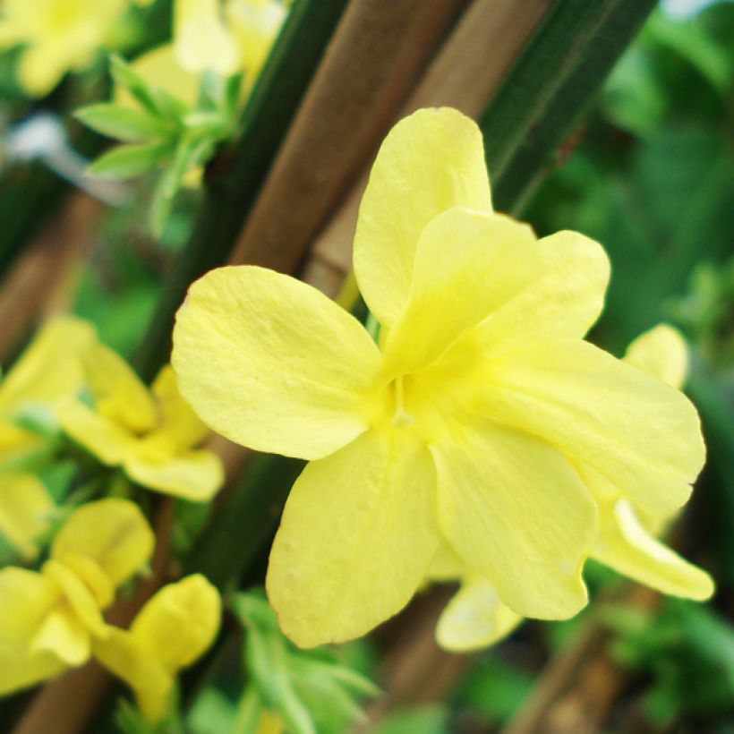 Talvijasmiini - Jasminum nudiflorum (Kukinta)
